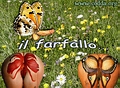 il farfallo